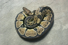 Het Ghost Male 1