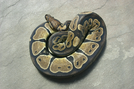 Het Ghost Male 1