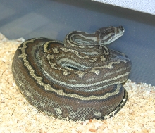 StripeBredli