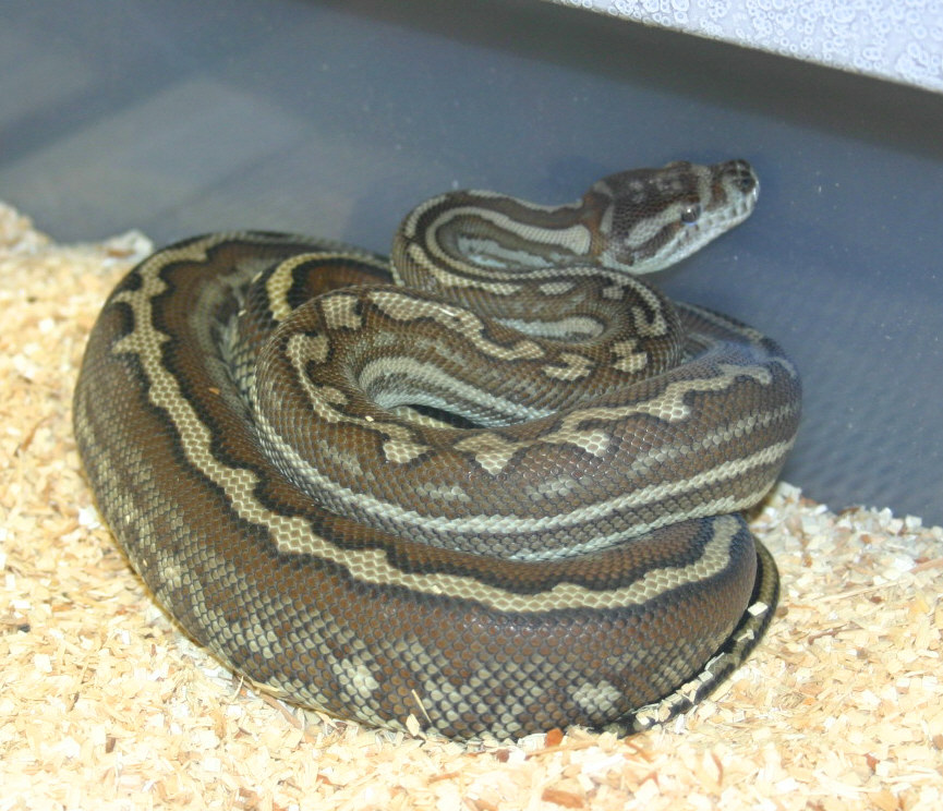 StripeBredli