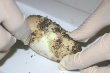 Cutting the Egg