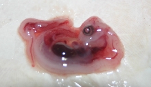 Embryo Close