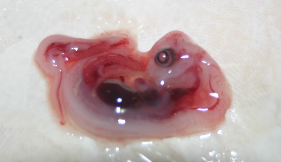 Embryo Close