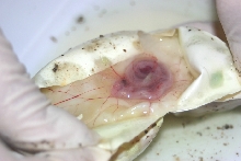 Embryo in egg 2