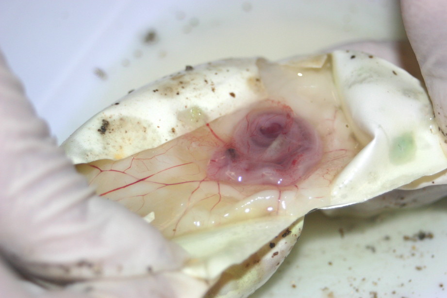 Embryo in egg 2