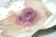 Embryo In Egg