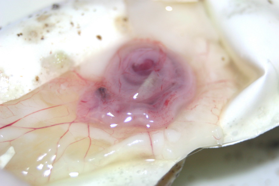 Embryo In Egg