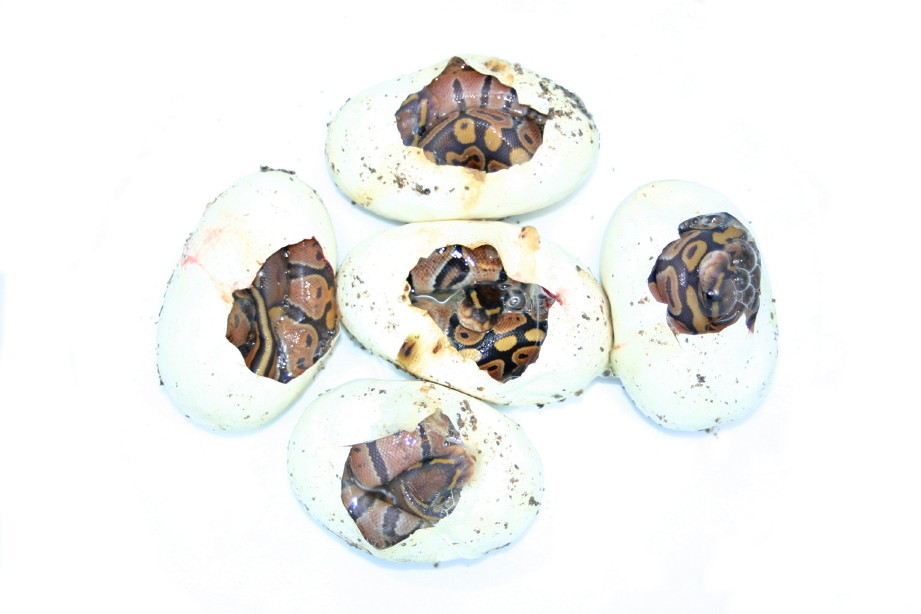 Ghost eggs