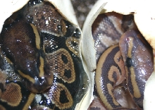 Hypo and het in egg