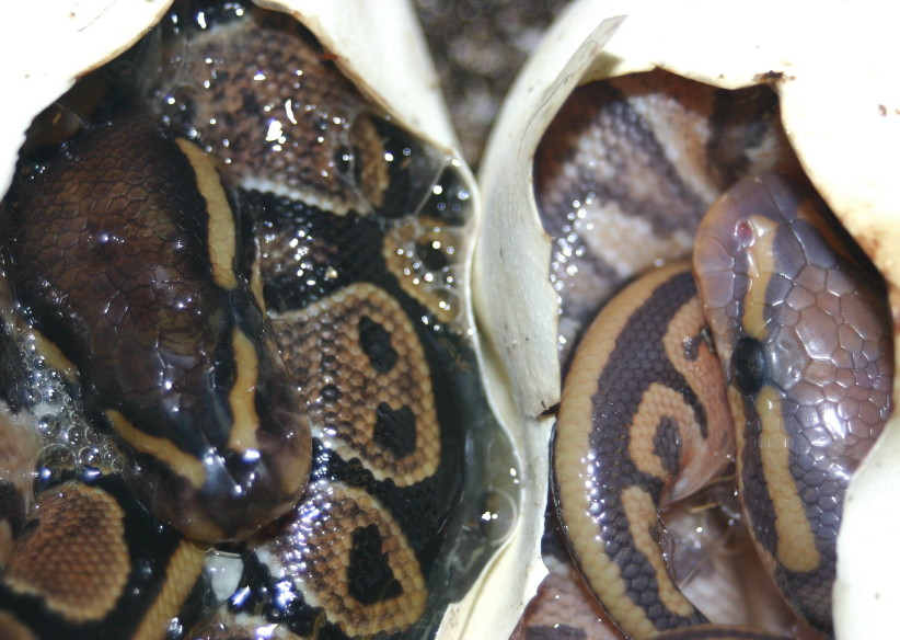 Hypo and het in egg