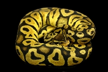 Pastel Male 3