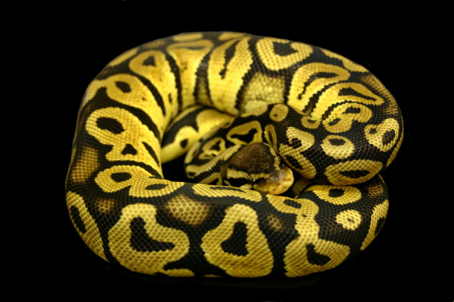 Pastel Male 3