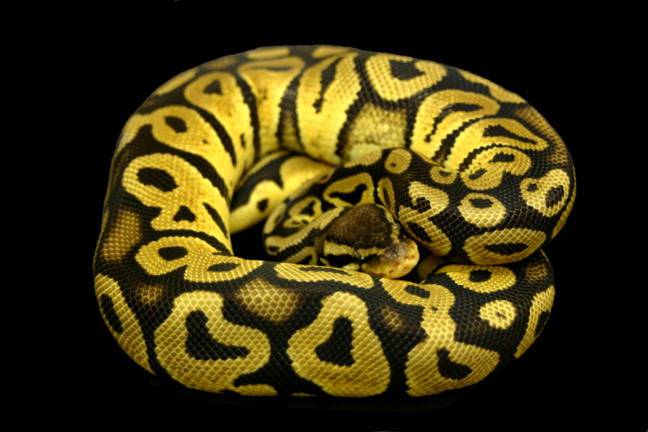 Pastel Male