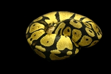 Pastel Male 6