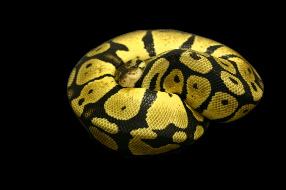 Pastel Male 6