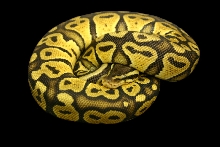 Pastel Male 4