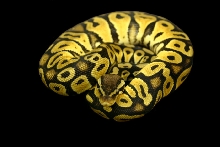 Pastel Male 5