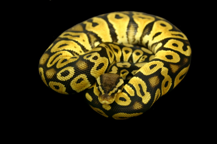 Pastel Male 5