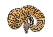 PG White