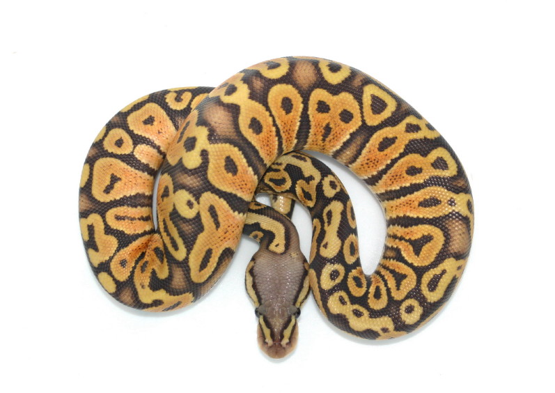 PG White