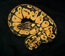 PaetelFemale2