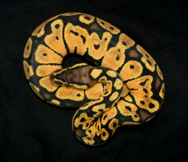 PaetelFemale2