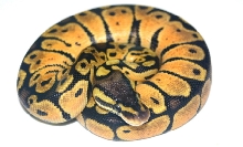 PaetelFemale1