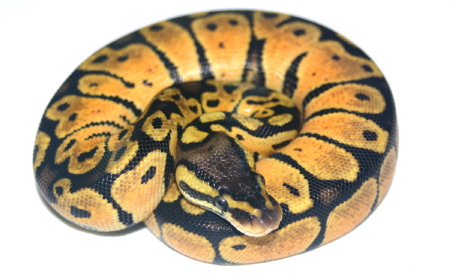 PaetelFemale1