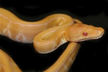 Albino Pinstripe