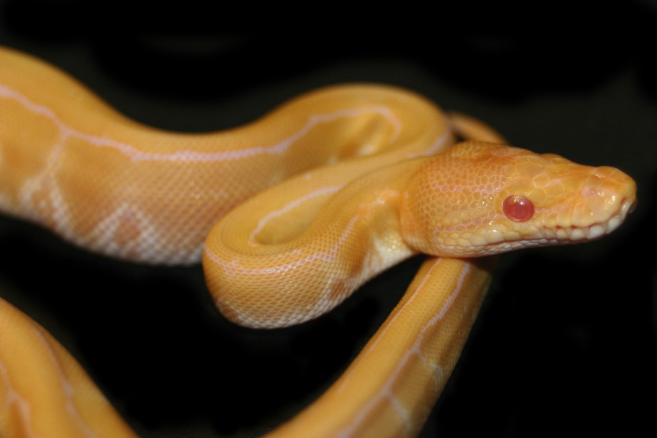 Albino Pinstripe
