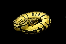 '05 Female Pastel