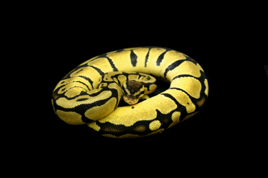 '05 Female Pastel