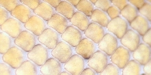 Cham Skin Close