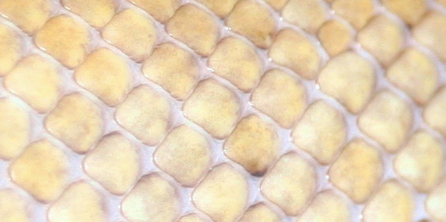 Cham Skin Close