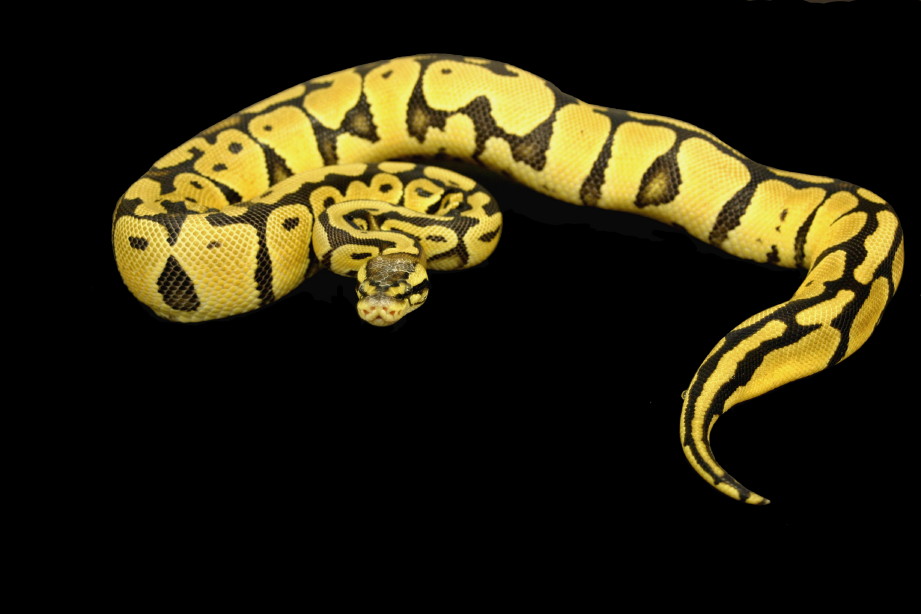 Pastel Female NFS