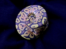 Female Butterscotch Ghost Ball Python