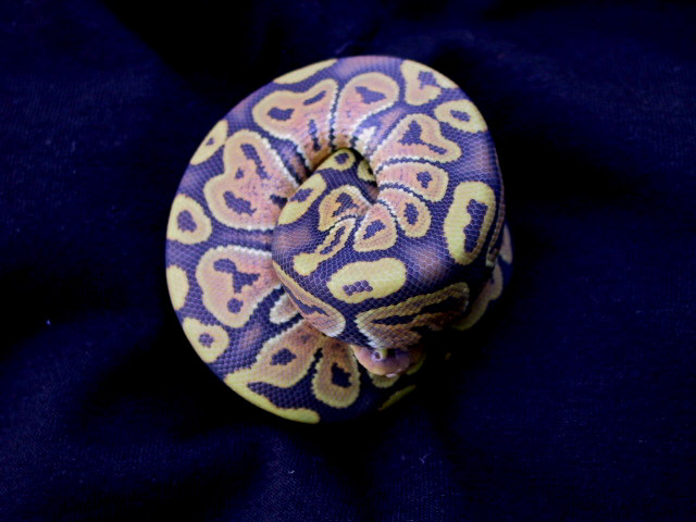Female Butterscotch Ghost Ball Python