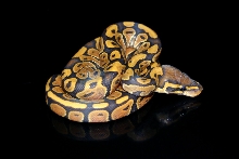 ghost female 10/21