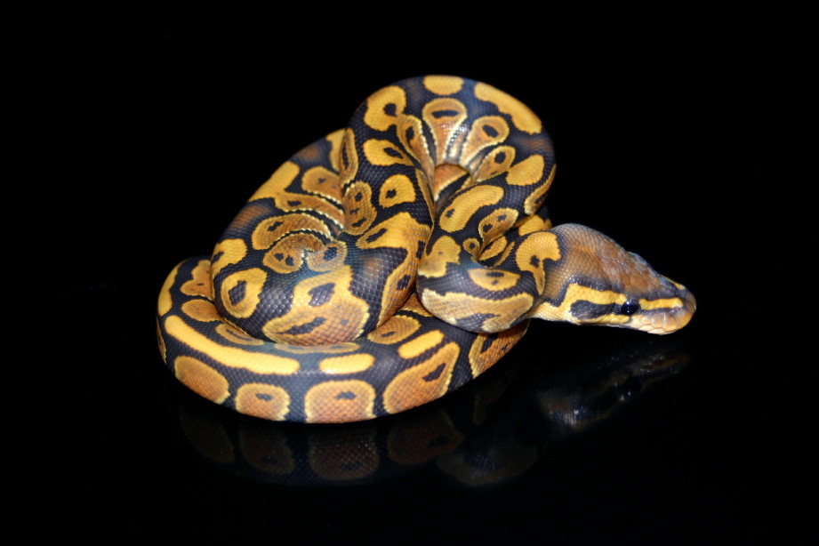 ghost female 10/21