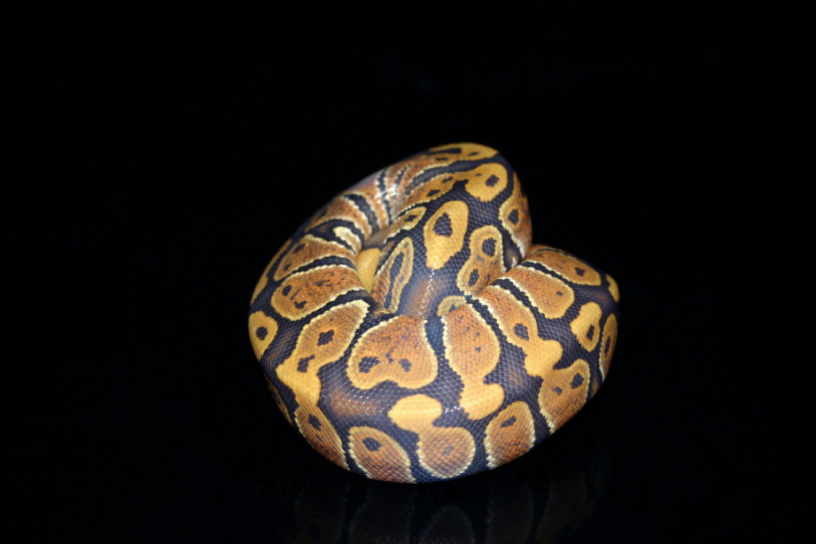 ghost male 10/21