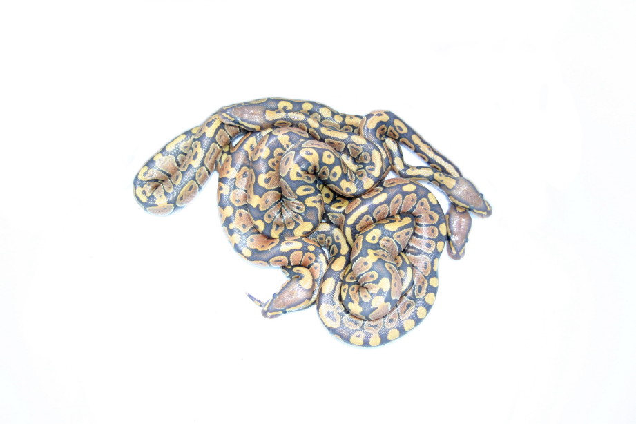 ghostpile