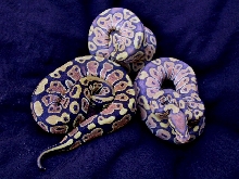 Ghost Ball Pythons
