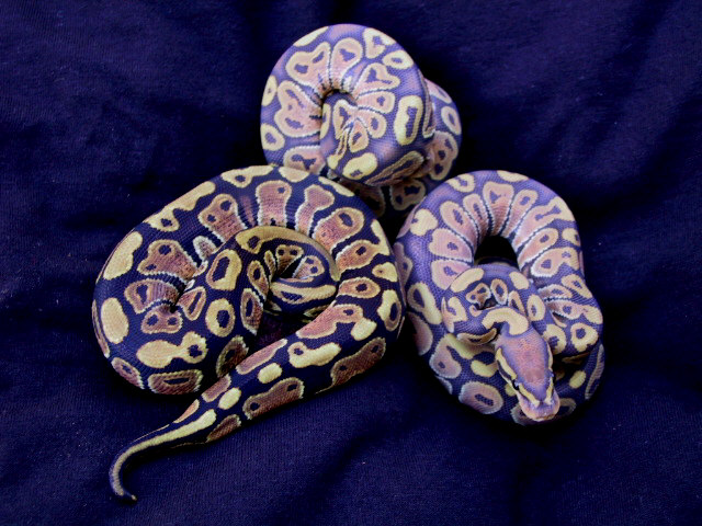 Ghost Ball Pythons