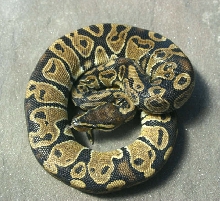 Het Ghost Male 2