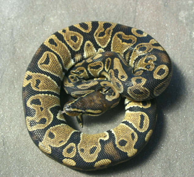 Het Ghost Male 2