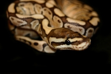 Lesser Woma