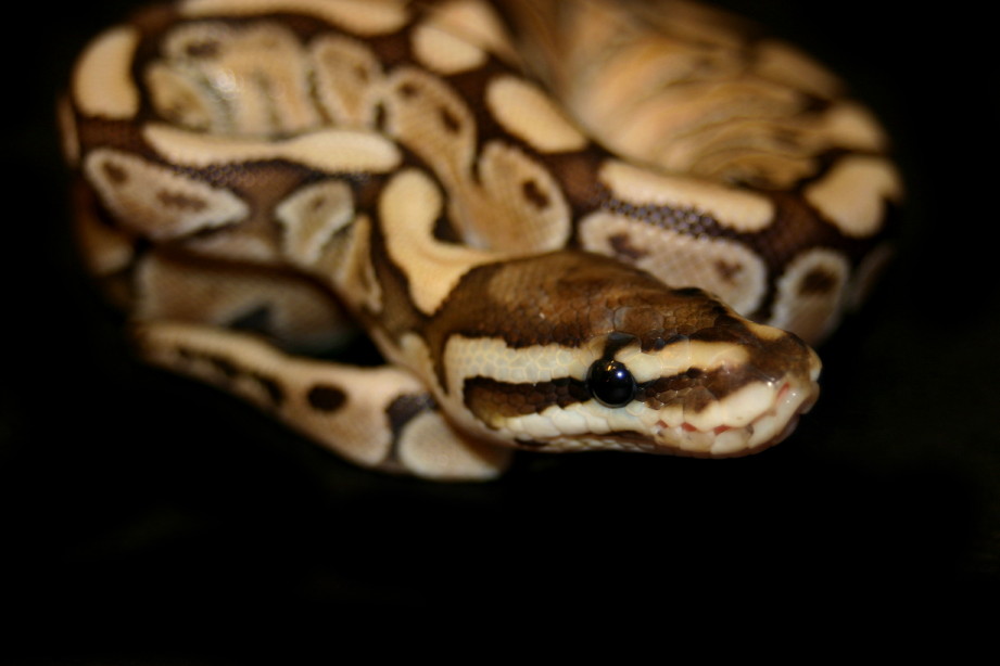 Lesser Woma