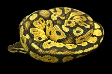 Pastel Male 2