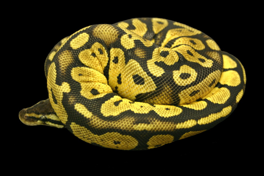 Pastel Male 2