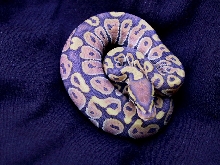 Male Butterscotch Ghost Ball Python